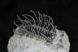 Spine-On-Spine Koneprusia Trilobite - Spectacular #22125-5